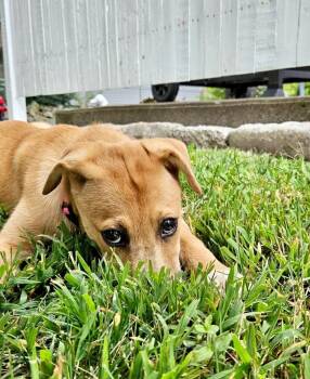 Princess Puppy -  Carolina Dog Dog for Adoption in Princeton, Massachusetts - Princess Puppy | PetCurious