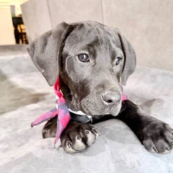 Black Labrador Retriever and Hound Dogs Available for Adoption - Sage | PetCurious