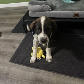 Aphie -  Mixed Breed Dog for Adoption in Buffalo, Minnesota - Aphie | PetCurious