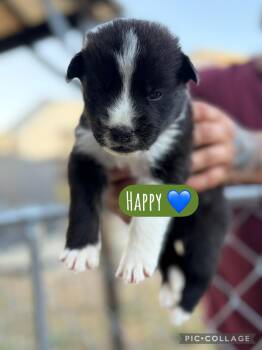 Happy -  Akita Dog for Adoption in Lodi, California - Happy | PetCurious