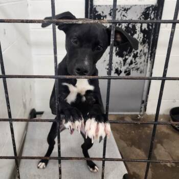 Rescue Pit Bull Terrier Dogs for Adoption in Evensville, Tennessee - Midnight | PetCurious