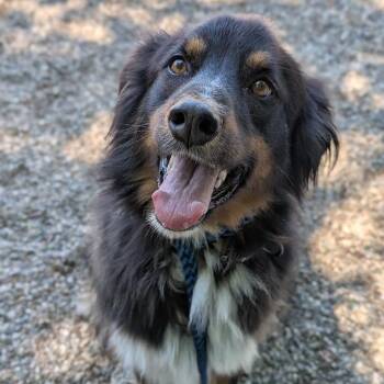 Mixed Breed Dogs Available for Adoption in West Olive, Michigan - Art | PetCurious