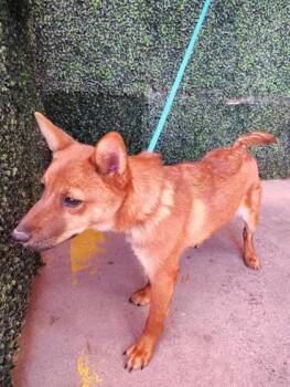 Shepherd and Mixed Breed Dogs Available for Adoption in El Paso, Texas - 60957402 | PetCurious
