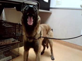 Belgian Shepherd Malinois Dogs Available for Adoption in Martinez, California - RIGGINS | PetCurious