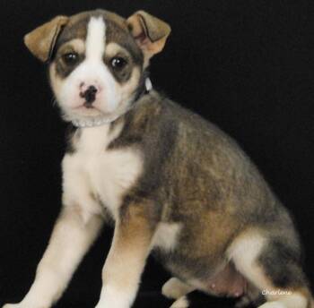 Husky Dogs Available for Adoption in Newland, North Carolina - Fade | PetCurious