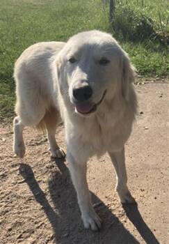 Rescue Great Pyrenees Dogs for Adoption in Dallas, Texas - HERKULEZ | PetCurious