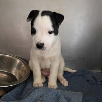 Naomi -  Terrier Dog for Adoption in Clarksdale, Mississippi - Naomi | PetCurious