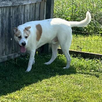 Bo -  Husky Dog for Adoption in Elkton, Michigan - Bo | PetCurious