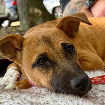 Holland -  Terrier Dog for Adoption in Bloomfield, Connecticut - Holland | PetCurious