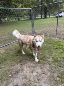 Zara -  Husky Dog for Adoption in Ellijay, Georgia - Zara | PetCurious