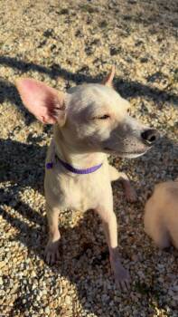 Barbie -  Chihuahua Dog for Adoption in Walker, Louisiana - Barbie | PetCurious