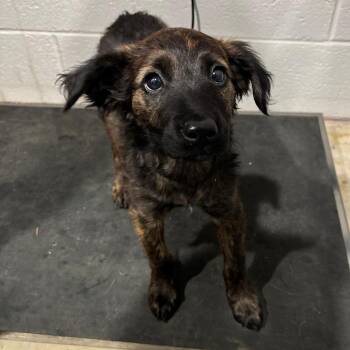 Augusta -  Mixed Breed Dog for Adoption in Nashville, Tennessee - Augusta | PetCurious
