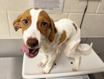 Pupcorn -  Mixed Breed Dog for Adoption in Nashville, Tennessee - Pupcorn | PetCurious