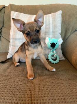 Poppy -  Chihuahua and Jack Russell Terrier Dog for Adoption in Pleasure Rdge, Kentucky - Poppy | PetCurious