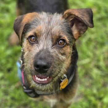 Terrier and Mixed Breed Dogs Available for Adoption in Normal, Illinois - Remus | PetCurious