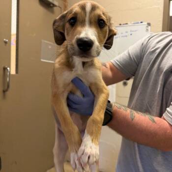 Loki -  Terrier and Shepherd Dog for Adoption in Birmingham, Alabama - Loki | PetCurious