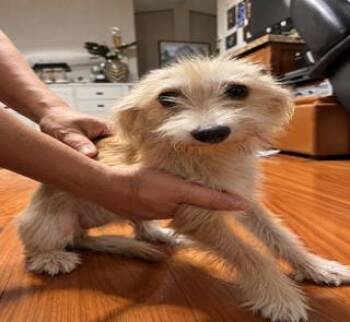 Canela -  Maltese and Yorkshire Terrier Dog for Adoption in Tifton, Georgia - Canela | PetCurious