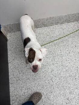 She`s A Doll -  Mixed Breed Dog for Adoption in Atlanta, Georgia - She`s A Doll | PetCurious