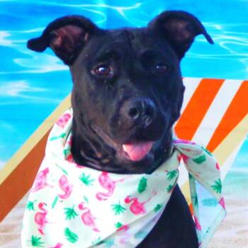 Yaya JuM -  American Staffordshire Terrier and Mixed Breed Dog for Adoption in Austin, Texas - Yaya JuM | PetCurious