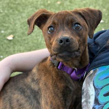 Plott Hound Dogs Available for Adoption in Portland, Maine - Twix (Aka Brindle) | PetCurious