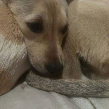 Palmer -  Mixed Breed Dog for Adoption in Valley, Alabama - Palmer | PetCurious