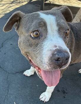 Rescue Pit Bull Terrier and Mixed Breed Dogs for Adoption in Los Angeles, California - Lucy | PetCurious