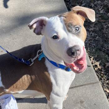 Rescue Terrier Dogs for Adoption in St. Louis, Missouri - Wasabi | PetCurious