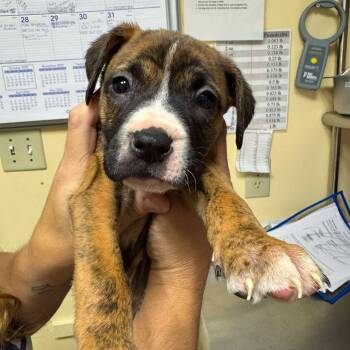 Rescue Mixed Breed Dogs for Adoption in Shinnston, West Virginia - Pea | PetCurious