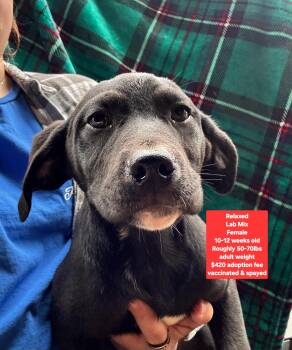 Black Labrador Retriever Dogs Available for Adoption - Relaxed | PetCurious