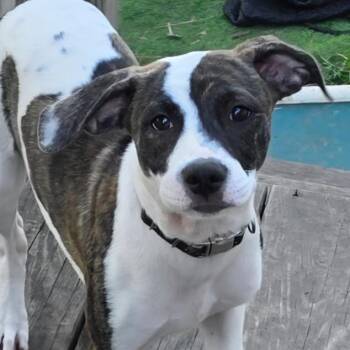 Glory -  Hound and Mixed Breed Dog for Adoption in Grinnell, Iowa - Glory | PetCurious