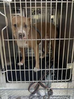 MERCEDES -  Mixed Breed Dog for Adoption in Dallas, Texas - MERCEDES | PetCurious