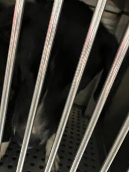 Mixed Breed Dogs Available for Adoption - POE | PetCurious