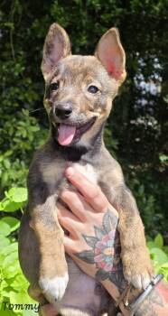 Tommy -  Rat Terrier Dog for Adoption in Key Largo, Florida - Tommy | PetCurious