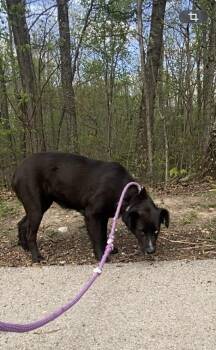 Australian Shepherd Dogs Available for Adoption in Frenchburg, Kentucky - Athena | PetCurious