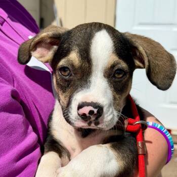 Venus -  Mixed Breed Dog for Adoption in Park Falls, Wisconsin - Venus | PetCurious