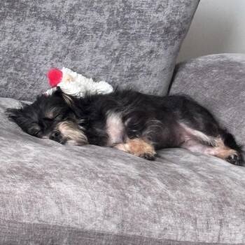 Aliko -  Yorkshire Terrier and Mixed Breed Dog for Adoption in Fredericksburg, Virginia - Aliko | PetCurious