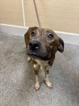 Terrier and Mixed Breed Dogs Available for Adoption in Honolulu, Hawaii - Marbella | PetCurious