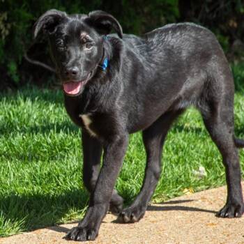 Labrador Retriever and Mixed Breed Dogs Available for Adoption in St. Louis, Missouri - CHIPMUNK | PetCurious