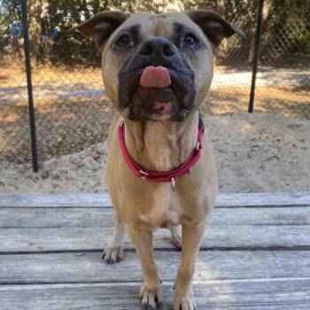 Mixed Breed Dogs Available for Adoption in Port Charlotte, Florida - Pookie | PetCurious