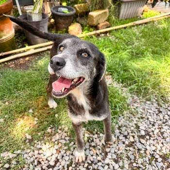 Pearl -  Labrador Retriever Dog for Adoption in Gig Harbor, Washington - Pearl | PetCurious
