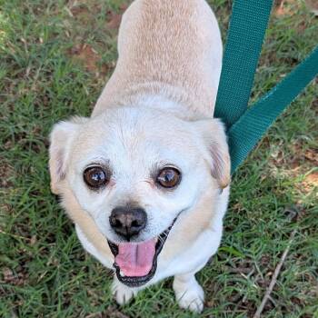 Tanner -  Puggle and Chihuahua Dog for Adoption in Pelham, New Hampshire - Tanner | PetCurious