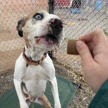 Catahoula Leopard Dog and Mixed Breed Dogs Available for Adoption in Uniontown, Pennsylvania - Penny | PetCurious