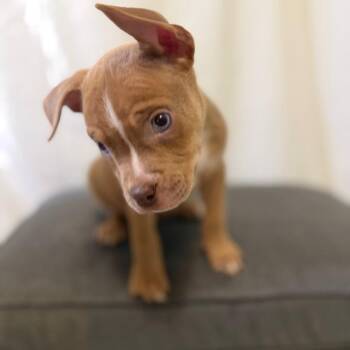 Marlon Jackson -  Husky and Pit Bull Terrier Dog for Adoption in Las Vegas, Nevada - Marlon Jackson | PetCurious