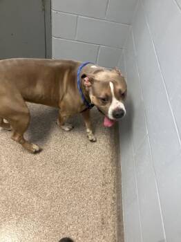 Pit Bull Terrier Dogs Available for Adoption in Troy, Ohio - Kratos | PetCurious