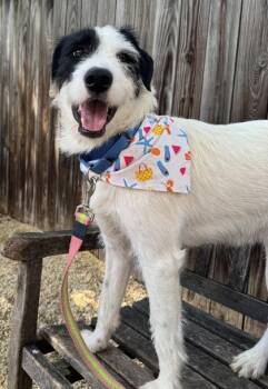 Milk -  Terrier and Mixed Breed Dog for Adoption in Morristown, New Jersey - Milk | PetCurious