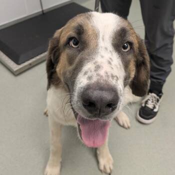 Conan -  Anatolian Shepherd and Mixed Breed Dog for Adoption in Abilene, Texas - Conan | PetCurious