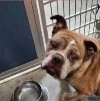Frisky -  English Bulldog Dog for Adoption in Hillside, Illinois - Frisky | PetCurious