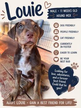 Louie -  Mixed Breed Dog for Adoption in Ashland, Kentucky - Louie | PetCurious