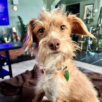 Ginger Snap (Benefactor Puppy) -  Border Terrier and Mixed Breed Dog for Adoption in New Orleans, Louisiana - Ginger Snap (Benefactor Puppy) | PetCurious