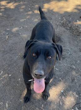 Labrador Retriever Dogs Available for Adoption - Koa | PetCurious